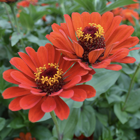 Red Beauty, Organic Zinnia Seeds image number null
